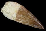 Fossil Mosasaur Tooth - Morocco #117003-1